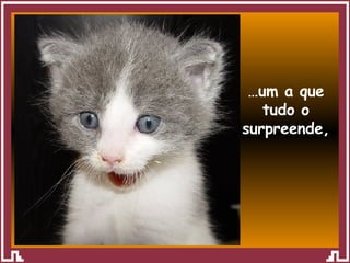 … um a que tudo o surpreende, 