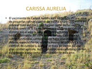 CARISSA AURELIA
• El yacimiento de Carissa Aurelia está enclavado en una zona
  de pequeñas colinas y cerros de escasa altura (200 a 274 m.
  sobre el nivel del mar), que forman parte de las
  estribaciones de la Sierra de Gamaza y Sierra del Calvario, y
  domina por el este la zona del Coto de Bornos y por el
  oeste, la campiña del valle del río Salado. Esta zona ha
  sufrido profundos cambios desde hace unas décadas
  debido, esencialmente, a la tala masiva de árboles y a los
  cambios de cultivos y, aunque se trata de tierras de una
  gran calidad agrícola, las transformaciones edafológicas han
  contribuido a una cierta desertización de esta área.
 