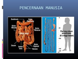 PENCERNAAN MANUSIA
 