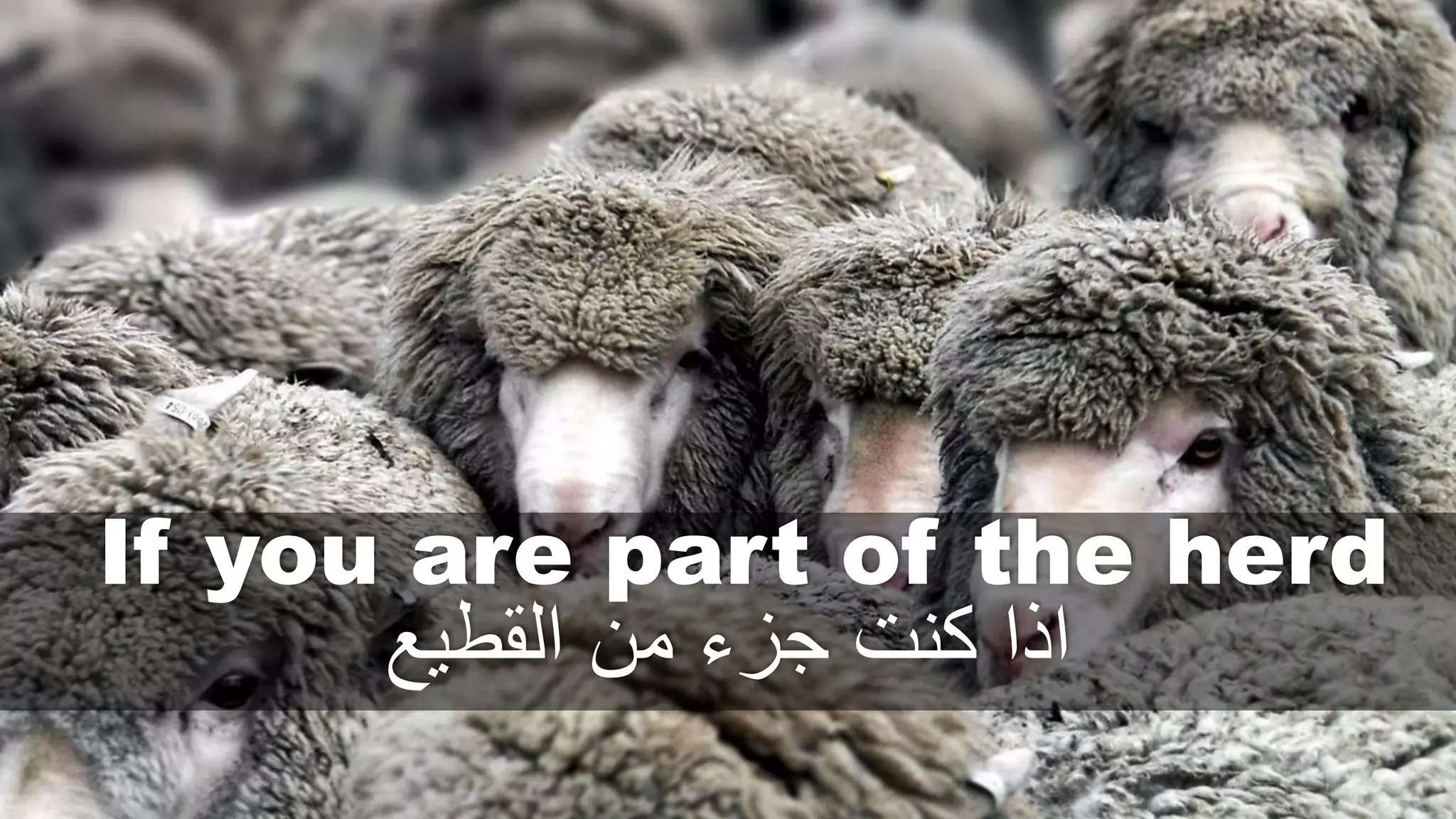 If you are part of the herd
‫القطيع‬ ‫من‬ ‫جزء‬ ‫كنت‬ ‫اذا‬
 