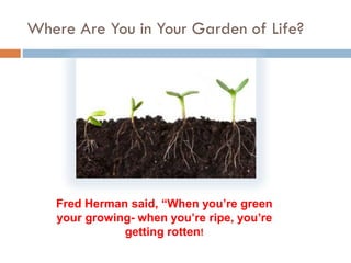 Where Are You in Your Garden of Life?
Fred Herman said, “When you’re green
your growing- when you’re ripe, you’re
getting rotten!
 