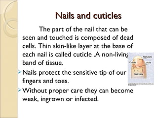 Nails and cuticles
         The part of the nail that can be
  seen and touched is composed of dead
  cells. Thin skin-like layer at the base of
  each nail is called cuticle .A non-living
  band of tissue.
 Nails protect the sensitive tip of our
  fingers and toes.
 Without proper care they can become
  weak, ingrown or infected.
 