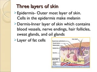 Three layers of skin
Three layers of skin
Epidermis- Outer most layer of skin.
Cells in the epidermis make melanin
Dermis-Inner layer of skin which contains
blood vessels, nerve endings, hair follicles,
sweat glands, and oil glands
Layer of fat cells
 