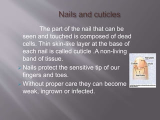 The part of the nail that can be
seen and touched is composed of dead
cells. Thin skin-like layer at the base of
each nail is called cuticle .A non-living
band of tissue.
 Nails protect the sensitive tip of our
fingers and toes.
 Without proper care they can become
weak, ingrown or infected.
 