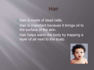  Hair is made of dead cells.
 Hair is important because it brings oil to
the surface of the skin.
 Hair helps warm the body by trapping a
layer of air next to the scalp.
 