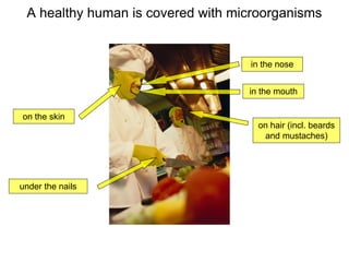 A healthy human is covered with microorganisms
on hair (incl. beards
and mustaches)
in the nose
in the mouth
on the skin
u...