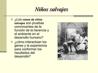 Niños salvajes ¿Los  casos de niños salvajes  son pruebas convincentes de la función de la herencia y el ambiente en el desarrollo humano? ¿cómo interactúan los genes y la experiencia para conformar los resultados del desarrollo? 