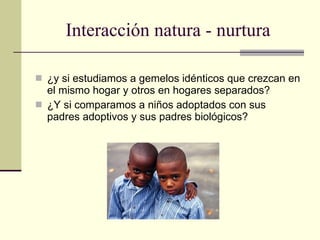 Interacción natura - nurtura ¿y si estudiamos a gemelos idénticos que crezcan en el mismo hogar y otros en hogares separados? ¿Y si comparamos a niños adoptados con sus padres adoptivos y sus padres biológicos? 