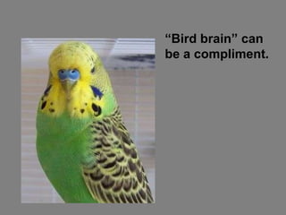 “ Bird brain” can be a compliment. 