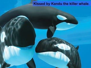 Kissed by Kandu the killer whale . 
