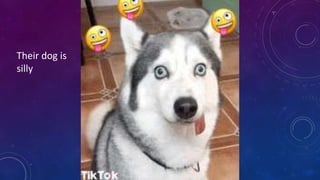 Their dog is
silly
