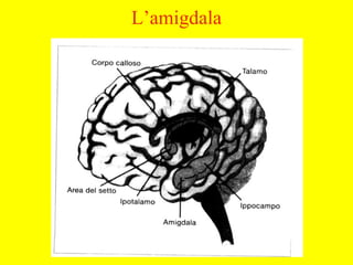 L’amigdala
 