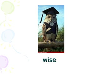 wise 