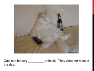 Cats can be very _________ animals. They sleep for most of
the day.
 