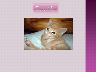 Gentle