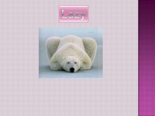 Lazy