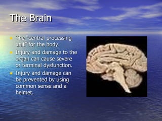 The Brain
• The “central processing
    unit” for the body
•   Injury and damage to the
    organ can cause severe
    or terminal dysfunction.
•   Injury and damage can
    be prevented by using
    common sense and a
    helmet.
 