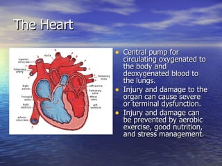 The Heart
            • Central pump for
                circulating oxygenated to
                the body and
                deoxygenated blood to
                the lungs.
            •   Injury and damage to the
                organ can cause severe
                or terminal dysfunction.
            •   Injury and damage can
                be prevented by aerobic
                exercise, good nutrition,
                and stress management.
 