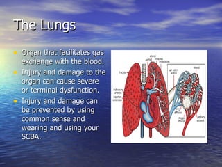 The Lungs
• Organ that facilitates gas
    exchange with the blood.
•   Injury and damage to the
    organ can cause severe
    or terminal dysfunction.
•   Injury and damage can
    be prevented by using
    common sense and
    wearing and using your
    SCBA.
 