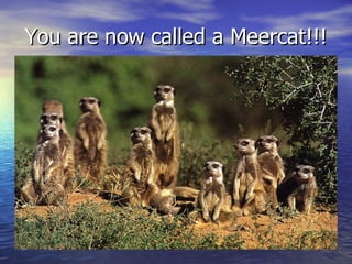 You are now called a Meercat!!!
 