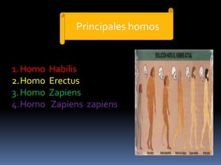 Principales homos
1.Homo Habilis
2.Homo Erectus
3.Homo Zapiens
4.Homo Zapiens zapiens
 