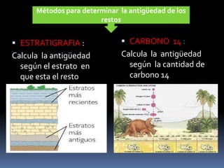 Métodos para determinar la antigüedad de los
restos
 ESTRATIGRAFIA :
Calcula la antigüedad
según el estrato en
que esta el resto
 CARBONO 14 :
Calcula la antigüedad
según la cantidad de
carbono 14
 