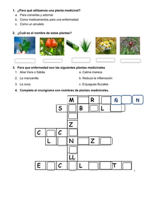 1. ¿Para qué utilizamos una planta medicinal?
a. Para comerlas y adornar
b. Como medicamentos para una enfermedad
c. Como un amuleto
2. ¿Cuál es el nombre de estas plantas?
3. Para que enfermedad son las siguientes plantas medicinales
1. Aloe Vera o Sábila a. Calma mareos
2. La manzanilla b. Reduce la inflamación
3. La coca c. Enjuagues Bucales
 