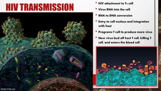 HIV TRANSMISSION
• HIV attachment to T4 cell
• Virus RNA into the cell
• RNA to DNA conversion
• Entry to cell nucleus and integration
with host
• Programs T cell to produce more virus
• New virus bud off host T cell, killing T
cell, and enters the blood cell
 