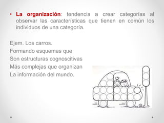 • La organización: tendencia a crear categorías al
observar las características que tienen en común los
individuos de una categoría.
Ejem. Los carros.
Formando esquemas que
Son estructuras cognoscitivas
Más complejas que organizan
La información del mundo.
 