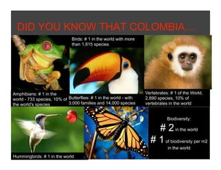 DID YOU KNOW THAT COLOMBIA…
                              Birds: # 1 in the world with more
                              than 1,815 species




Amphibians: # 1 in the                                             Vertebrates: # 1 of the World,
world - 733 species, 10% of Butterflies: # 1 in the world - with   2,890 species, 10% of
the world's species         3,000 families and 14,000 species      vertebrates in the world


                                                                              Biodiversity:

                                                                       # 2 in the world
                                                                     # 1 of biodiversity per m2
                                                                              in the world
Hummingbirds: # 1 in the world
 