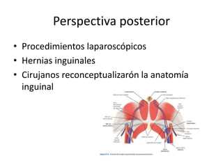 Perspectiva posterior
• Procedimientos laparoscópicos
• Hernias inguinales
• Cirujanos reconceptualizarón la anatomía
inguinal
 