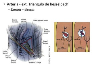 • Arteria - ext. Triangulo de hesselbach
– Dentro – directa
 