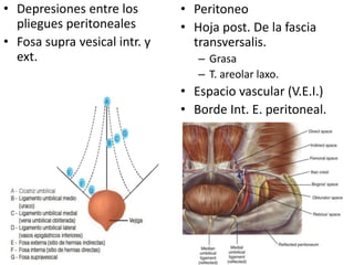 • Depresiones entre los
pliegues peritoneales
• Fosa supra vesical intr. y
ext.
• Peritoneo
• Hoja post. De la fascia
transversalis.
– Grasa
– T. areolar laxo.
• Espacio vascular (V.E.I.)
• Borde Int. E. peritoneal.
 