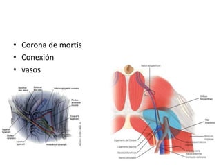 • Corona de mortis
• Conexión
• vasos
 