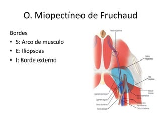 O. Miopectíneo de Fruchaud
Bordes
• S: Arco de musculo
• E: Iliopsoas
• I: Borde externo
 