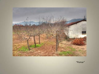 “Pomar”
