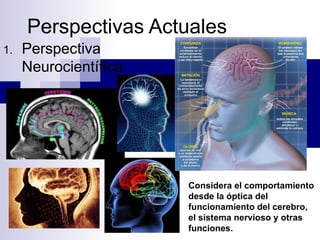 Perspectivas Actuales
1. Perspectiva
Neurocientífica
Considera el comportamiento
desde la óptica del
funcionamiento del cerebro,
el sistema nervioso y otras
funciones.