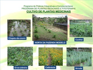 Programa de Práticas Integrativas e Complementares
            PROGRAMA DE PLANTAS MEDICINAIS E FITOTERAPIA
                  CULTIVO DE PLANTAS MEDICINAIS




Chapéu-de-couro
                                                              Confrei
                        HORTA DA FAZENDA MODELO




     Erva-cidreira                Calêndula                   Arruda
 