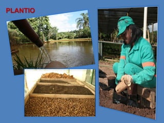 PLANTIO
 