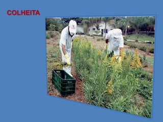 COLHEITA
 