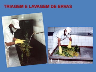 TRIAGEM E LAVAGEM DE ERVAS
 