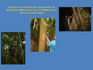 PROJETO CONTROLE DE QUALIDADE DE
MATÉRIA-PRIMA VEGETAL E FORMAÇÃO DE
         NOVOS COLETORES
 