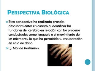 Perspectiva BiológicaEsta perspectiva ha realizado grandes descubrimientos en cuanto a identificar las funciones del cerebro en relación con los procesos conductuales como lenguaje o el movimiento de los miembros, lo que ha permitido su recuperación en caso de daño.Ej. Mal de Parkinson.