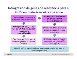 Perspectivas genomica arroz