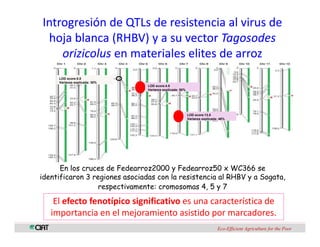 Perspectivas genomica arroz
