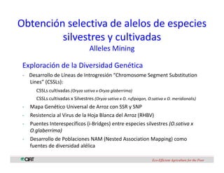 Perspectivas genomica arroz
