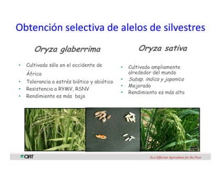 Perspectivas genomica arroz