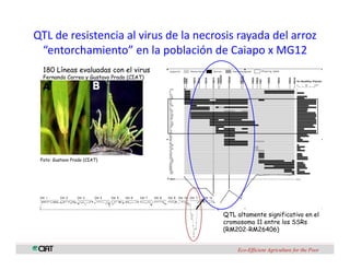 Perspectivas genomica arroz