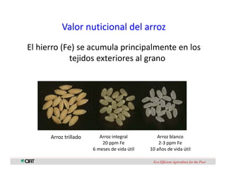 Perspectivas genomica arroz