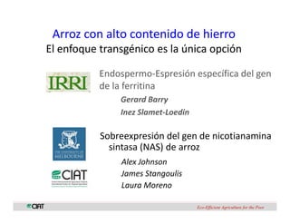 Perspectivas genomica arroz